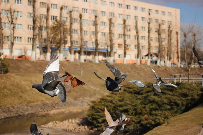 Війна і біженці: як зросла оренда квартир у Луцьку (фото)