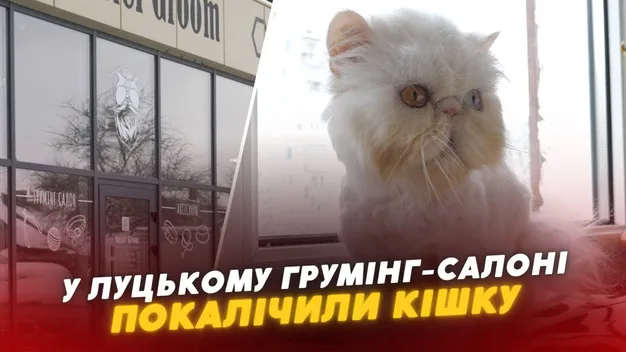 У Луцьку у грумінг-салоні покалічили кішку (фото)
