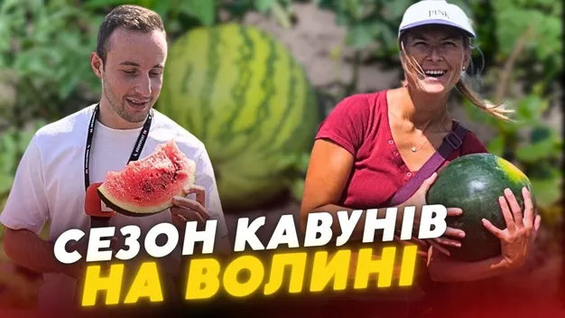 Неподалік Луцька на гектарах поля вирощують кавуни та дині (відео)