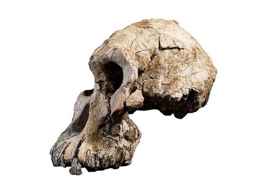 Фото черепа MRD-VP-1/1. Джерело: Dale Omori / Cleveland Museum of Natural History