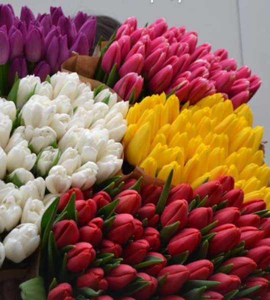 Де у Луцьку недорого купити квіти до свята (адреси, ціни)