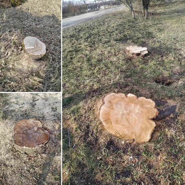 На Волині лісокради зрубали шість дерев (фото)