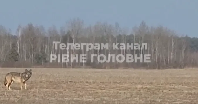 На Рівненщині неподалік міста помітили зграю вовків (відео)
