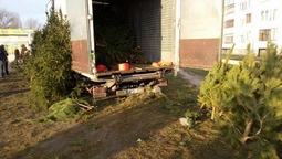 У Луцьку продавці ялинок знищують зелені зони (фото)