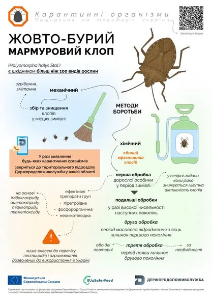 Загроза для врожаю: волинян попереджають про небезпечного шкідника, який їсть овочі, фрукти і зернові