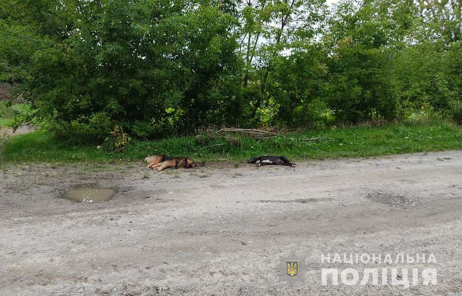 У селі під Луцьком пенсіонер вбив двох собак (фото)