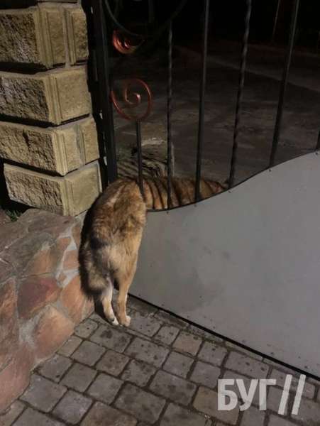 Не пролазив ні передом, ні задом: на Волині собака застряг у воротах (фото)
