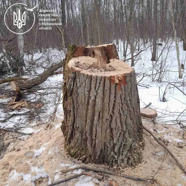 У лісі на Волині виявили понад 500 свіжих пеньків: що там коїться (фото)