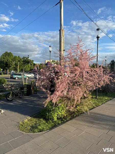 У Луцьку розквітло «боже дерево» (фото)