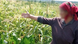 На Ківерцівщині знайшли заборонені рослини (фото)