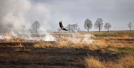 Петиція: просять посилити відповідальність за підпал сухої трави