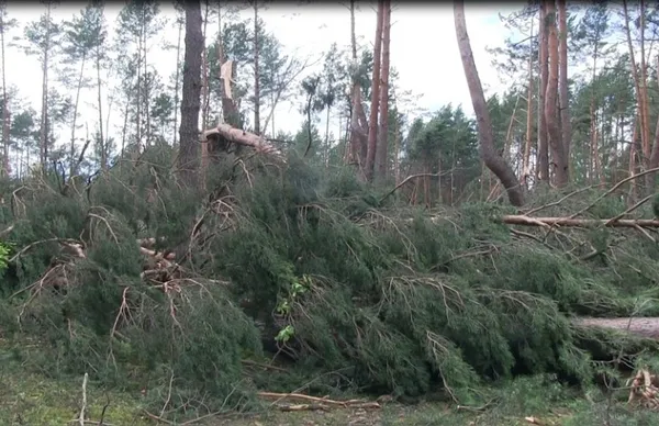 Стало відомо, яких збитків завдала буря у волинських лісах