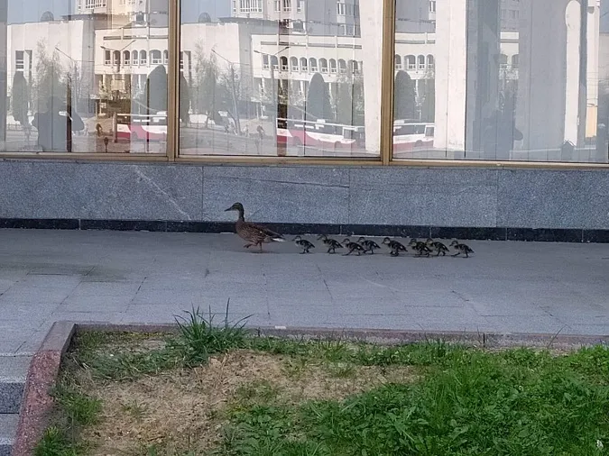 Відео дня: качина сімʼя прогулялася центральними вулицями Луцька