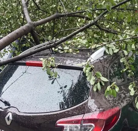 У Луцьку під час негоди дерево впало на автомобіль (фото)