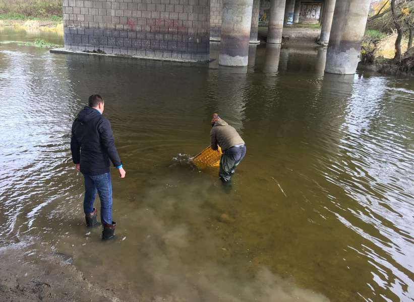 У річку Стир в Луцьку закинули понад тонну риби (фото)