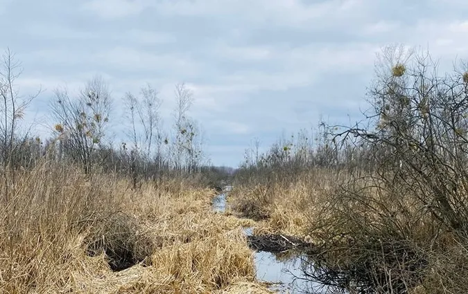 На Волині знайшли унікальну екосистему (фото)