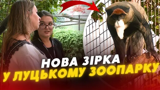 Як у Луцькому зоопарку живе нова зірка Браузер (відео)