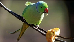 Екзотична краса чи загроза: в містах України оселилися великі зелені папуги (фото)