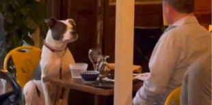 Найкращий друг людини: у мережі з'явилось відео, де чоловік вечеряє зі свої песиком (відео)