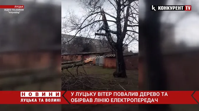 У Луцьку вітер повалив дерево на лінію електропередач (відео)