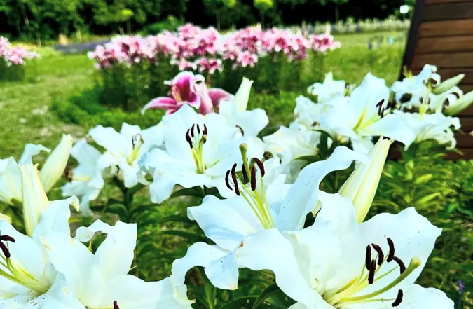 «Волинська Голландія» змінила графік роботи: які квіти там зараз квітнуть