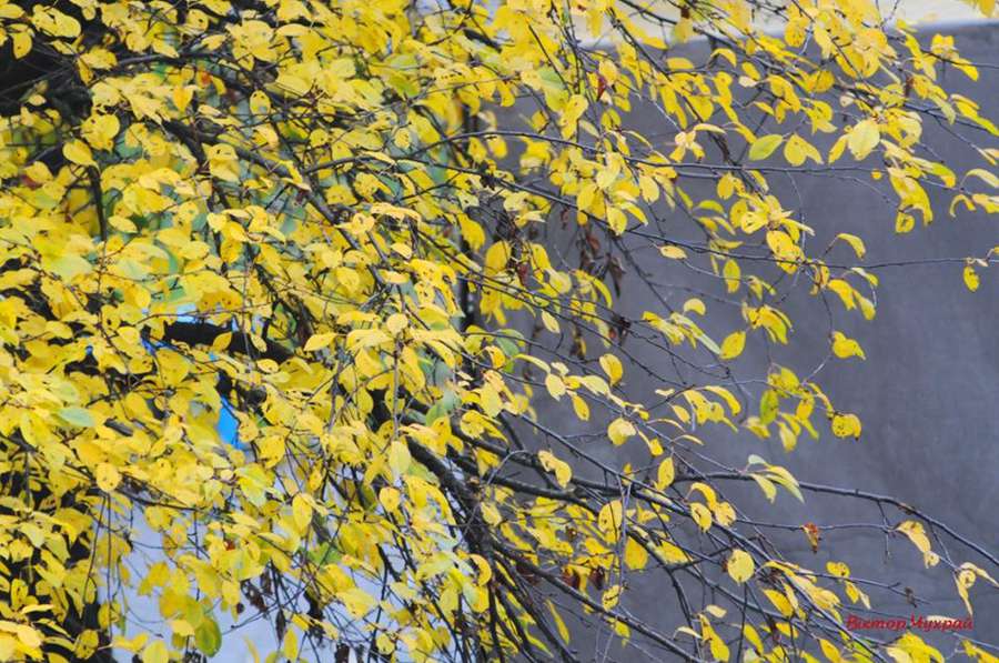 Луцький фотохудожник показав яскраву пізню осінь (фото)