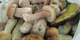 Повні кошики: показали врожай грибів на Турійщині