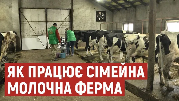 Без пасовища: на Волині власники молочної ферми не мають де випасати корів