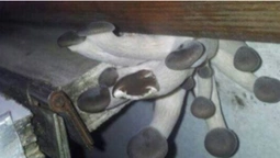 У вагоні "Укрзалізниці" виросли гриби (фото)