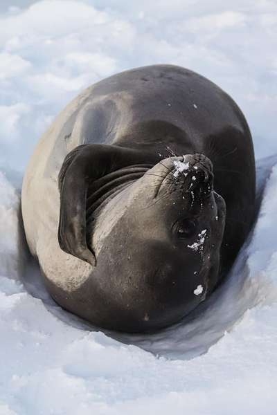 «Звісно, це не Анджеліна Джолі»: в українських полярників оселилася самка південного морського слона (фото)