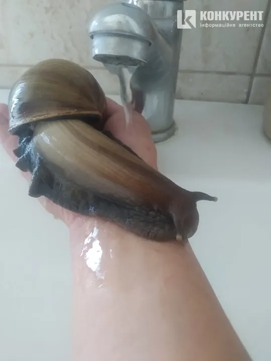 Лора