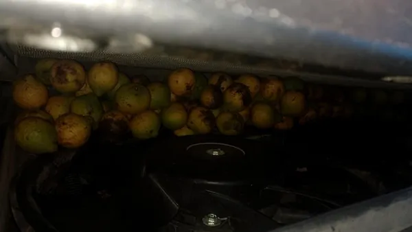 Зимова «заначка»: білка сховала в авто американця 70 кг горіхів (фото)