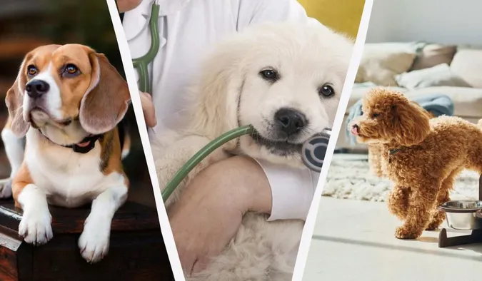 Найздоровіші собаки: кінологи назвали 10 порід, які найменше хворіють