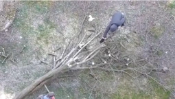 На Конякіна в Луцьку незаконно зрізали дерево (відео)
