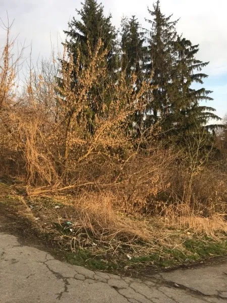 У Луцьку в зарослях оселилися вовки? (фото)