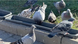 Володимирські голуби зможуть пити воду в самісінькому центрі міста (фото)