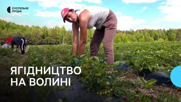 Смородина, полуниця, обліпиха: як на Волині вирощують ягоди (фото, відео)