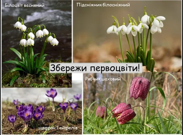 Волинян закликають не зривати та не купувати первоцвіти