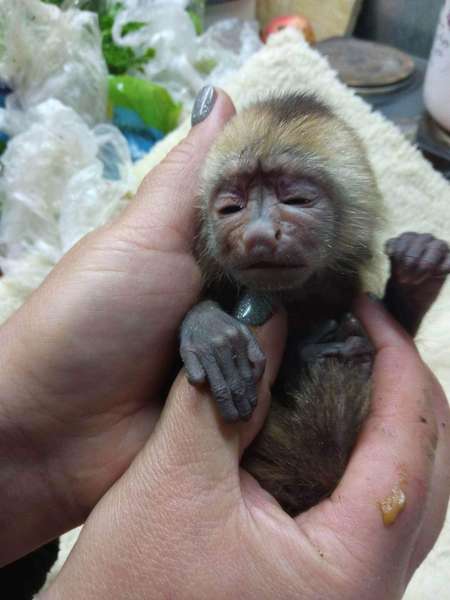 Працівниці Луцького зоопарку замінили тата й маму новонародженому мавпеняті (фото)