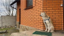 Макарівський Хатіко. Вже місяць вірний собака чекає на хазяйку, яку жорстоко вбили кадирівці (відео)