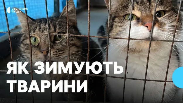 Як переживають зиму тварини у луцькому КП «Ласка» (відео)