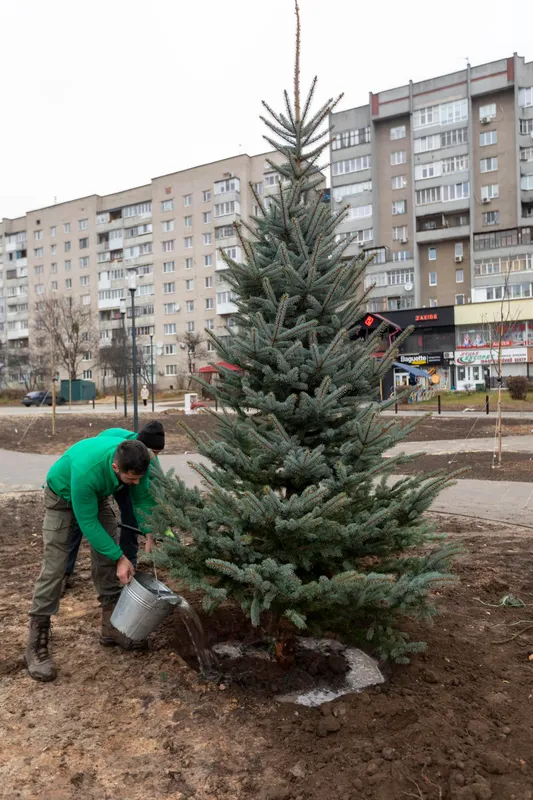 Перед Луцьким РАЦСом висадили п'ятиметрові ялинки (фото)