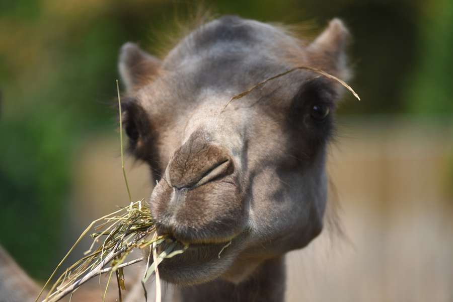 Пухнаста милота: Луцький зоопарк показав своїх верблюдів (фото)