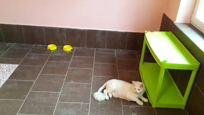 У Луцьку з'явиться «котячий» готель