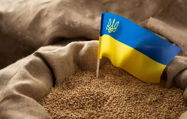 Чому Європа боїться українського зерна (відео)