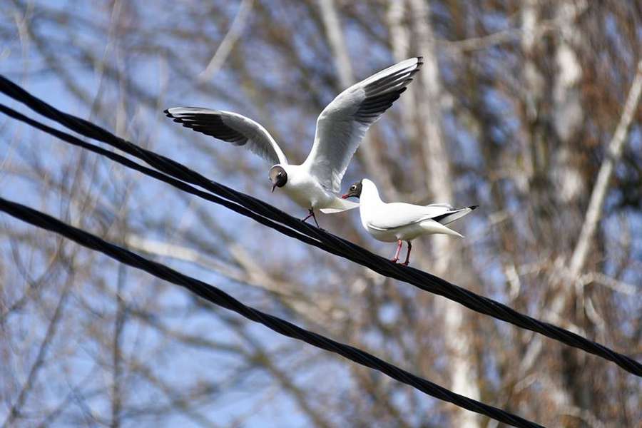 День птахів: Луцький зоопарк показав «винуватців» свята (фото)