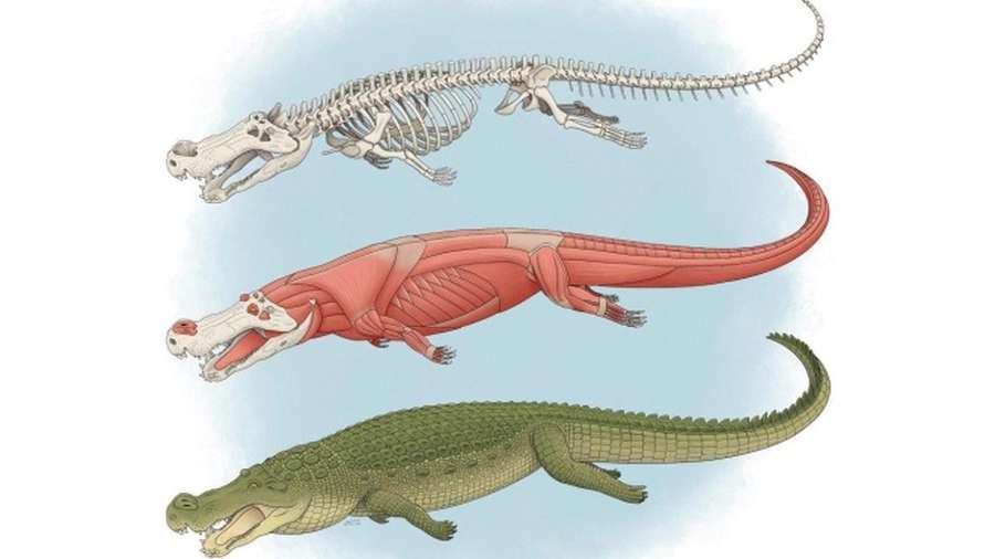 Колись крокодили полювали на динозаврів, – вчені