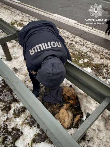 На Волині врятували знесиленого собаку, що лежав на узбіччі (фото)