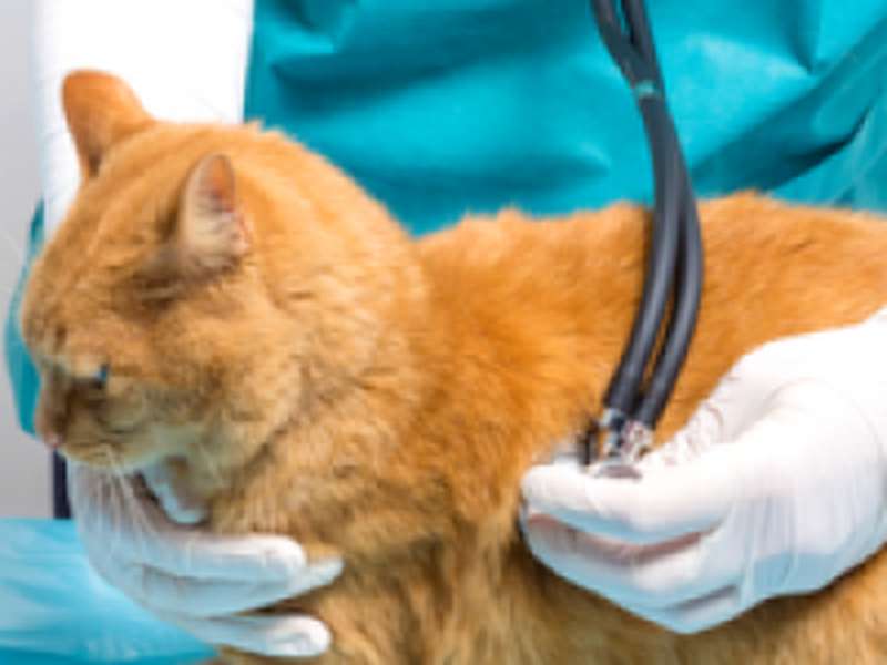 Котики-собачки: скільки у Луцьку коштують послуги ветеринара