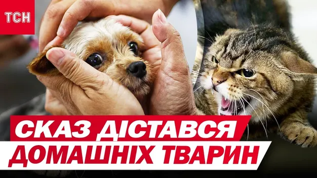 На Волині кіт перелякав усе село: що сталось